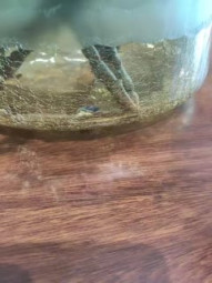 【古月探花】，小少妇下午不上班，酒店约情人相聚，肤白貌美身姿曼妙，一番狂插干得肚子疼，趴床脚表示累惨了，